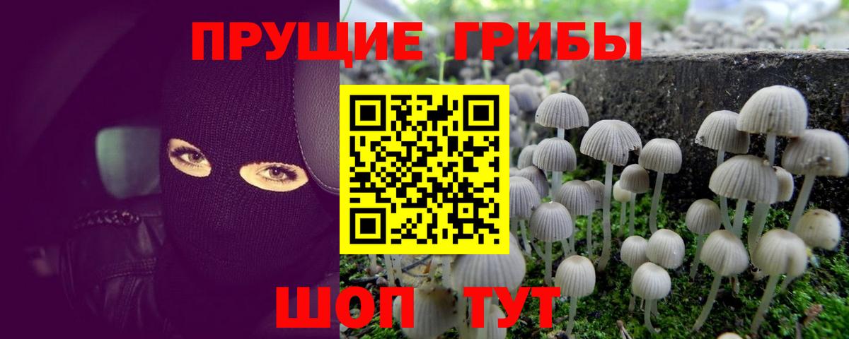Ртищево  Псилоцибиновые грибы MAGIC MUSHROOMS  Вход с VPN 